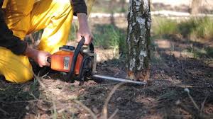 Why Choose Our Tree Removal Services in Blackfoot, ID?