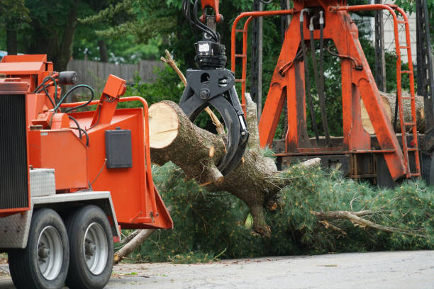 Lawn Disease Treatment