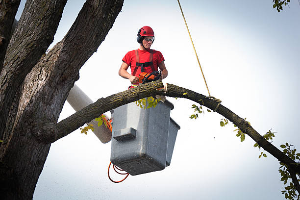 Blackfoot, ID Tree Services Company